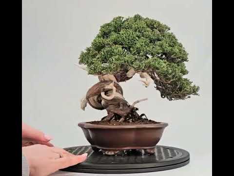 Bonsai Premium Wacholder - Juniperus chinensis 23cm Video!!