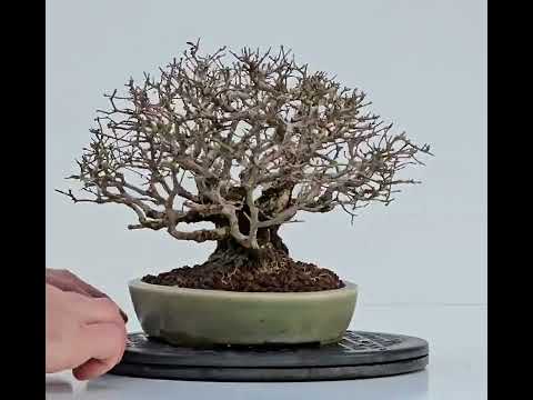 Bonsai Shohin Ligustrum 18cm Video!!
