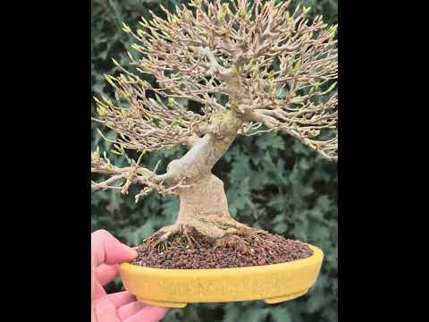 Bonsai Premium Dreispitzahorn - Acer buergerianum Shohin 20cm Video!!