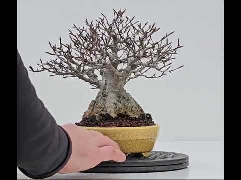 Bonsai Premium Kerbbuche Fagus Crenata 17,5 cm Video!! Bonsai Premium Kerbbuche Fagus Crenata 17,5 cm Video!!