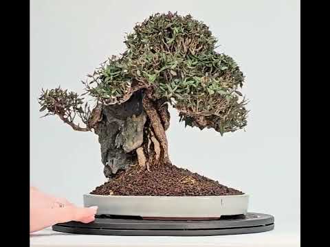 Bonsai Premium Sternjasmin - Trachelospermum asiaticum Ishizuki 24,5cm  Video!!