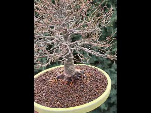 Bonsai Premium Zelkova serrata Shohin 25cm Video!!