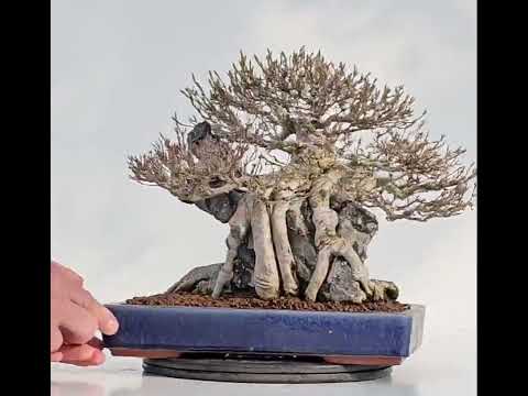 Bonsai Dreispitzahorn - Acer buergerianum Ishizuki 25cm Video!! Bonsai Dreispitzahorn - Acer buergerianum Ishizuki 25cm Video!!