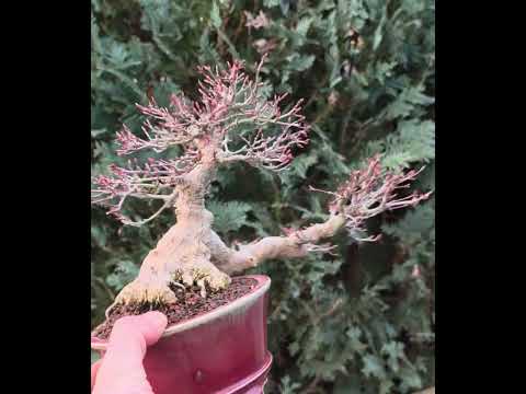Bonsai Premium  Fächerahorn - Acer palmatum Shohin 17cm Video!!