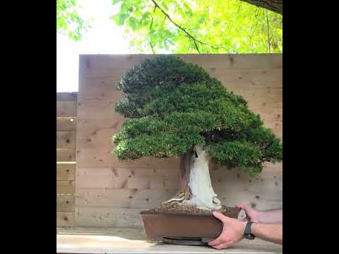 Bonsai Premium japanische Eibe - Taxus cuspidata 75cm Video!!