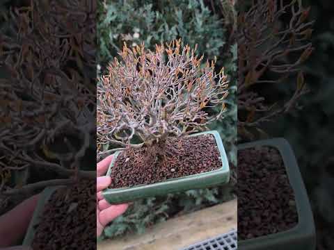 Bonsai Premium Dreispitzahorn - Acer buergerianum Shohin 15cm Video!!