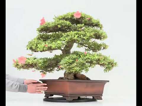 Bonsai Premium Azalee -  Rhododendron indicum wakaebisu 47cm Video!!