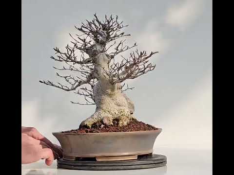 Bonsai Premium Kerbbuche Fagus Crenata 26 cm Video!!! Bonsai Premium Kerbbuche Fagus Crenata 26 cm Video!!!