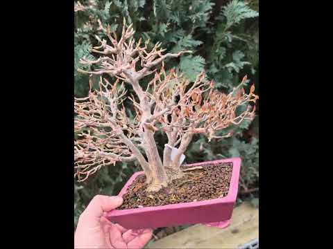 Bonsai Premium Dreispitzahorn - Acer buergerianum Shohin 24cm Video!!