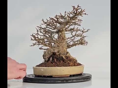 Bonsai Dreispitzahorn - Acer buergerianum 20cm Video!! Bonsai Dreispitzahorn - Acer buergerianum 20cm Video!!