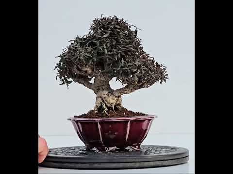 Bonsai Sternjasmin - Trachelospermum asiaticum Shohin 16cm - Video!!
