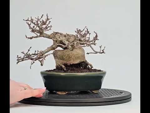Bonsai Premium Löwenkopfahorn - Acer palmatum Shishigashira Shohin 14cm Video!!