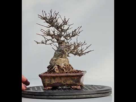 Bonsai Jap. Winterbeere - Ilex serrata Shohin 17cm - Video!!