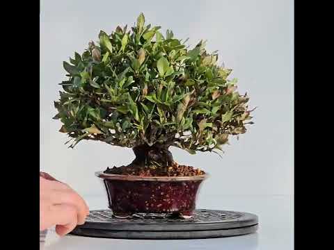 Bonsai Gardenia jasminoides Shohin 20cm Video!!