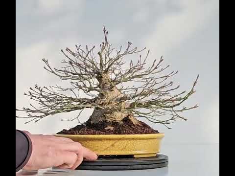 Bonsai Fächerahorn - Acer palmatum Shohin 21cm Video!!