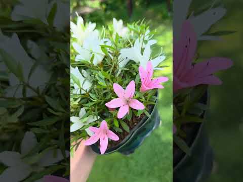 Bonsai Azalee Rhododendron indicum - Hakurin - Shohin 11cm Video!!