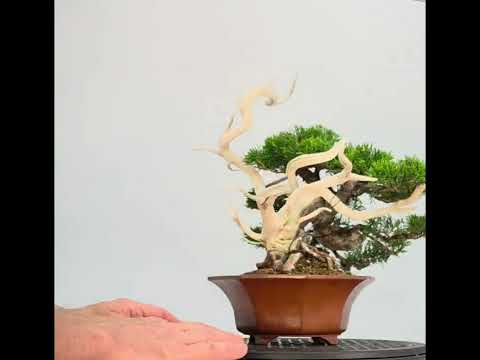 Bonsai Premium Wacholder - Juniperus chinensis Shohin 21cm Video!!