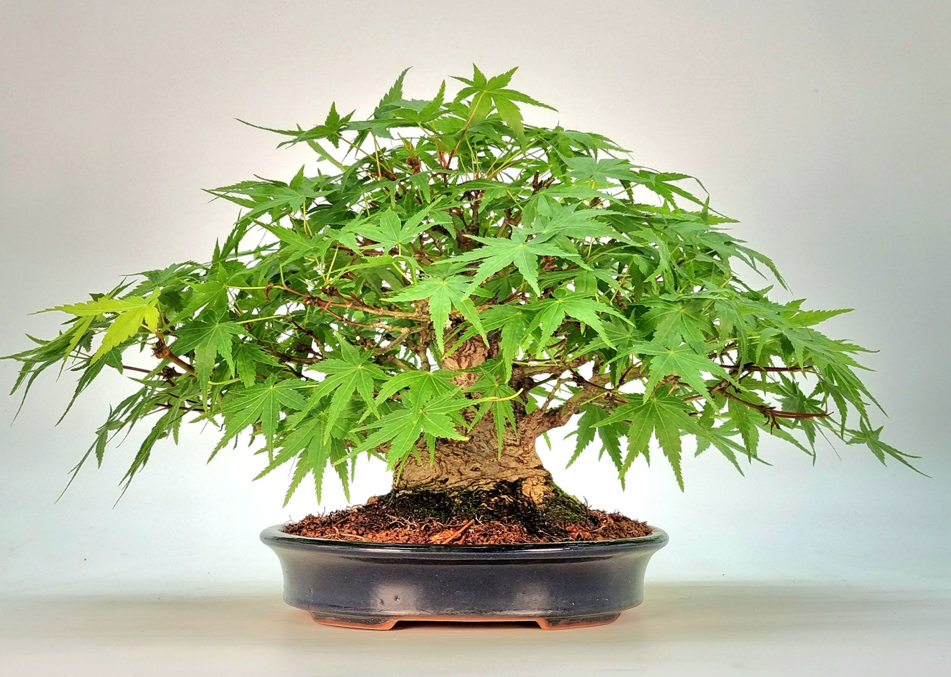 Bonsai Ikigai Bonsai