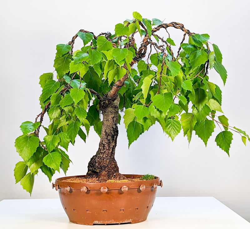 Bonsai Birke Kaufen