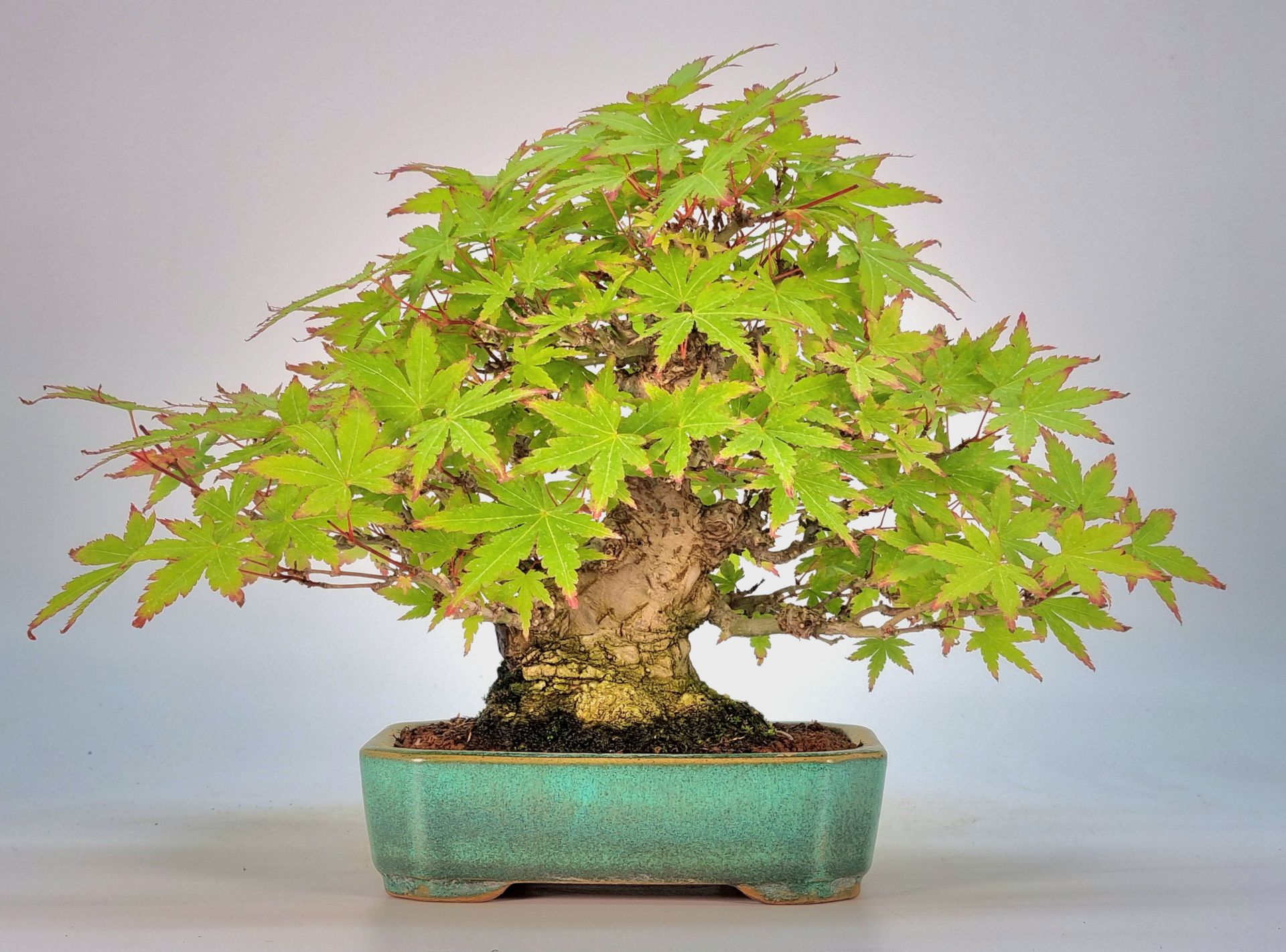 Bonsai Ikigai Bonsai