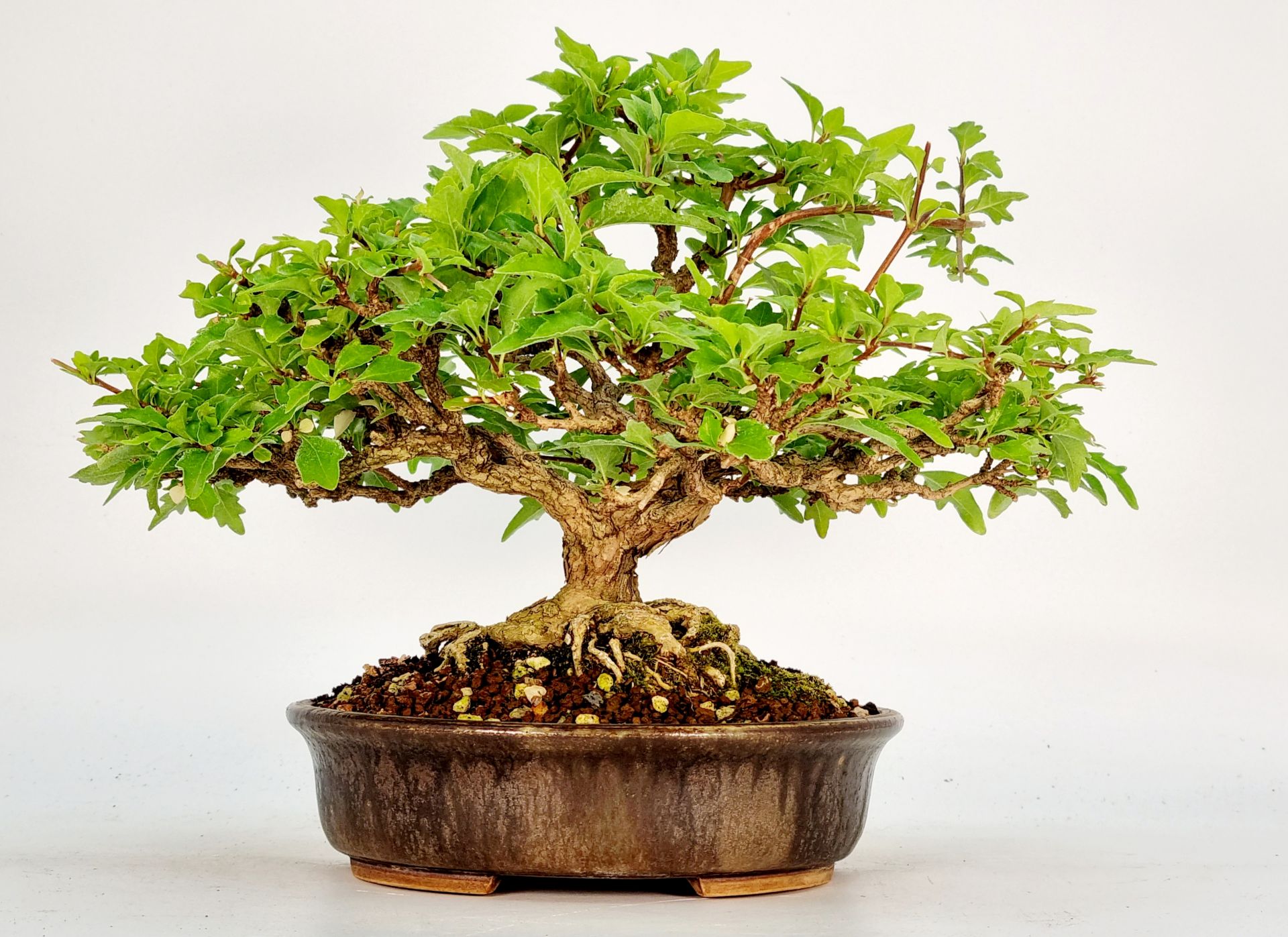 Bonsai Premna japonica Duftahorn Shohin 17cm SW10540
